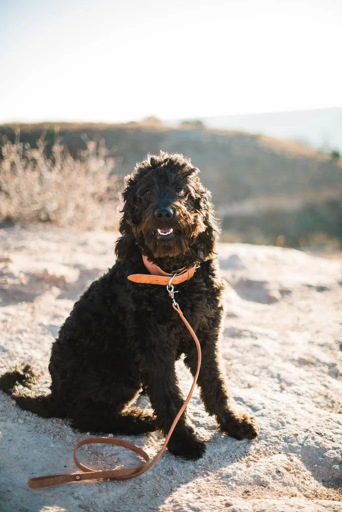 Leather Dog Collar
